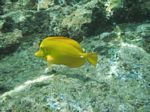 Snorkeling at Cpt Cook Monument
